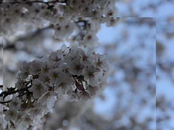 桜06.jpg