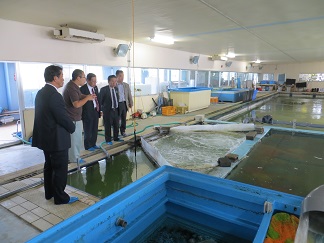 温泉トラフグ.JPG