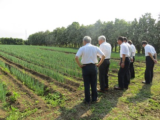 白ねぎ.JPG