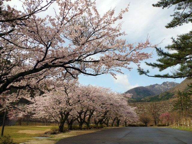 sakura.jpg sakura.jpg