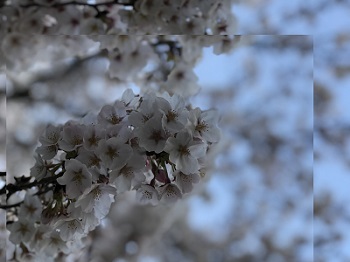桜06.jpg 桜06.jpg