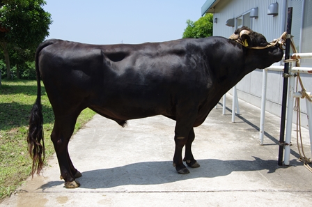hakuhou85-3.jpg hakuhou85-3.jpg