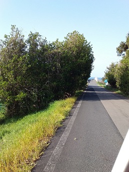 道路にせり出す樹木..jpg