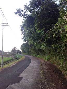 道路にせり出す樹木2.jpg