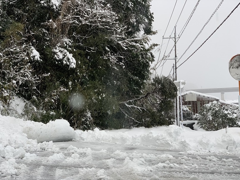 大雪による倒木1