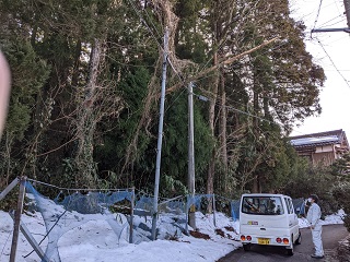 大雪による倒木2