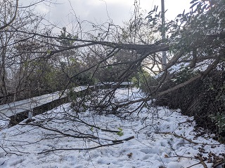 大雪による倒木4